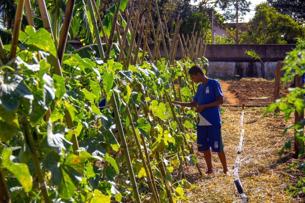 Olericultura e Alimentos Frescos
